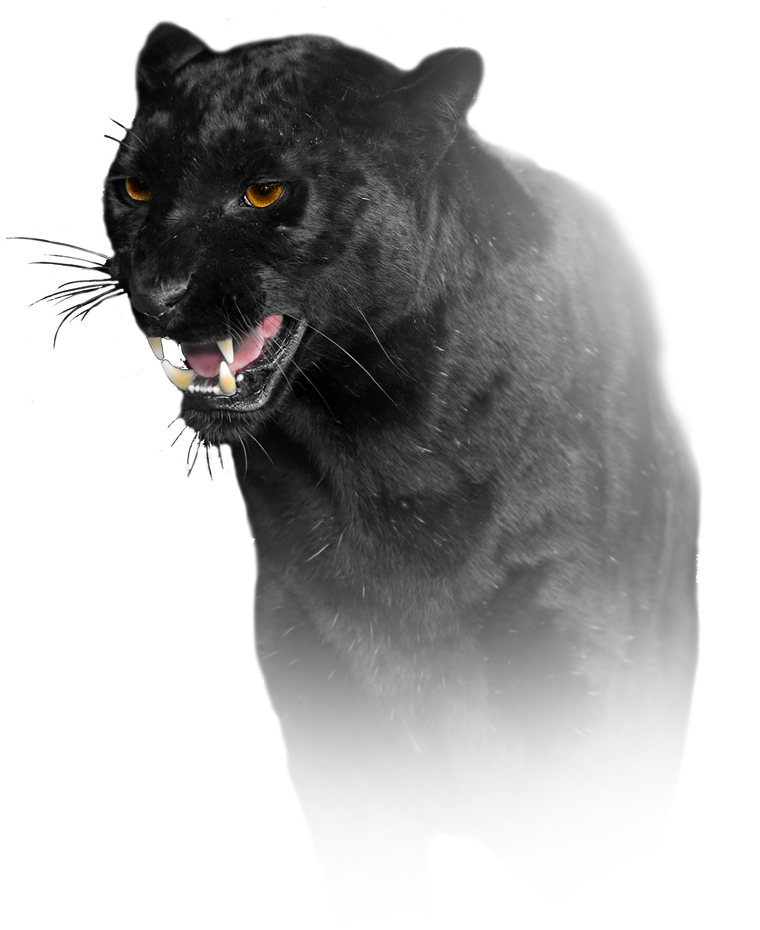 BlackShadow Unleashed BlackShadow Unleashed