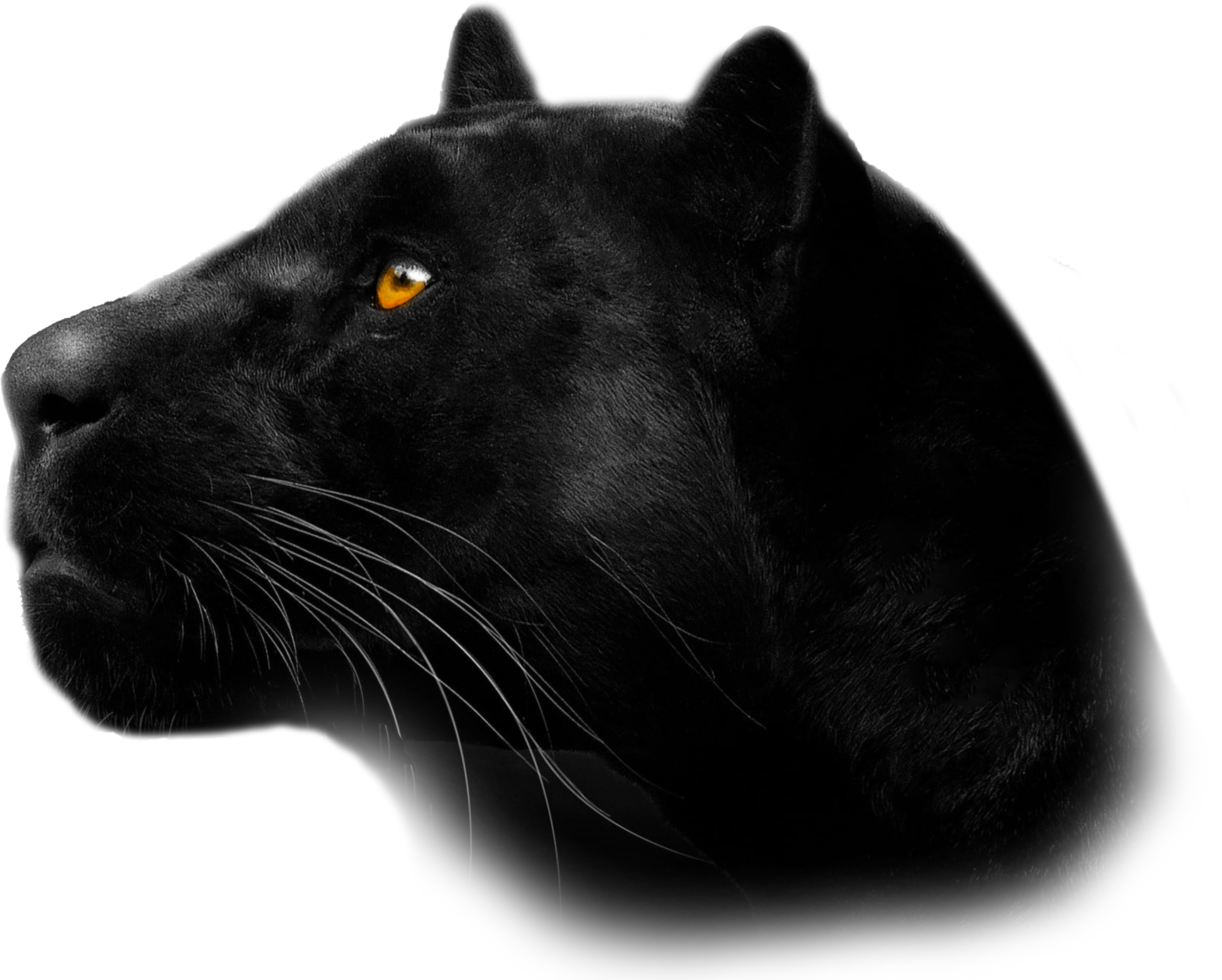 BlackShadow_Side profile Web BlackShadow_Side profile Web