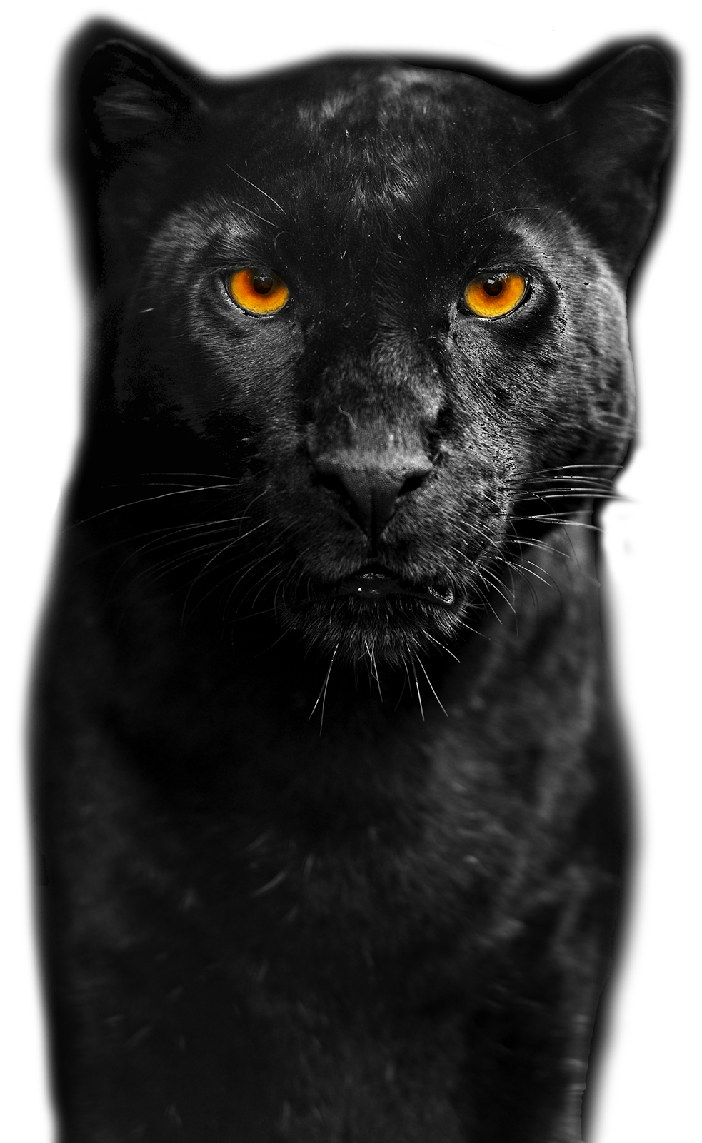 DarkGuard_Track Panther