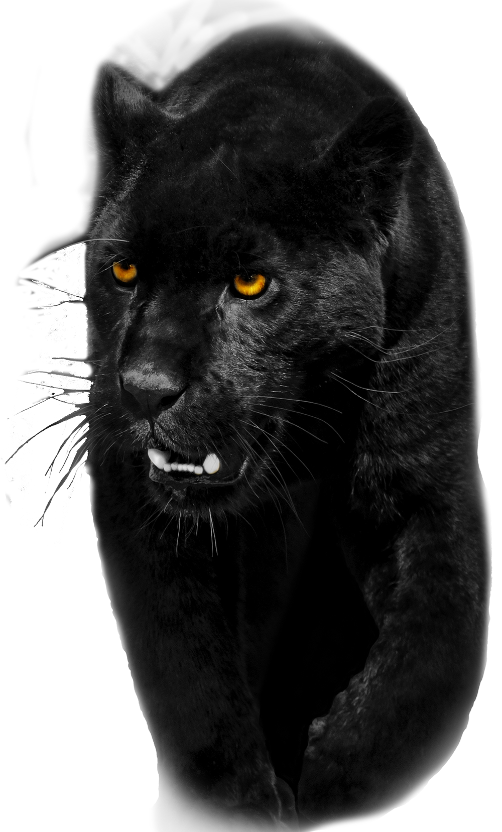 BlackShadow Hunter Web