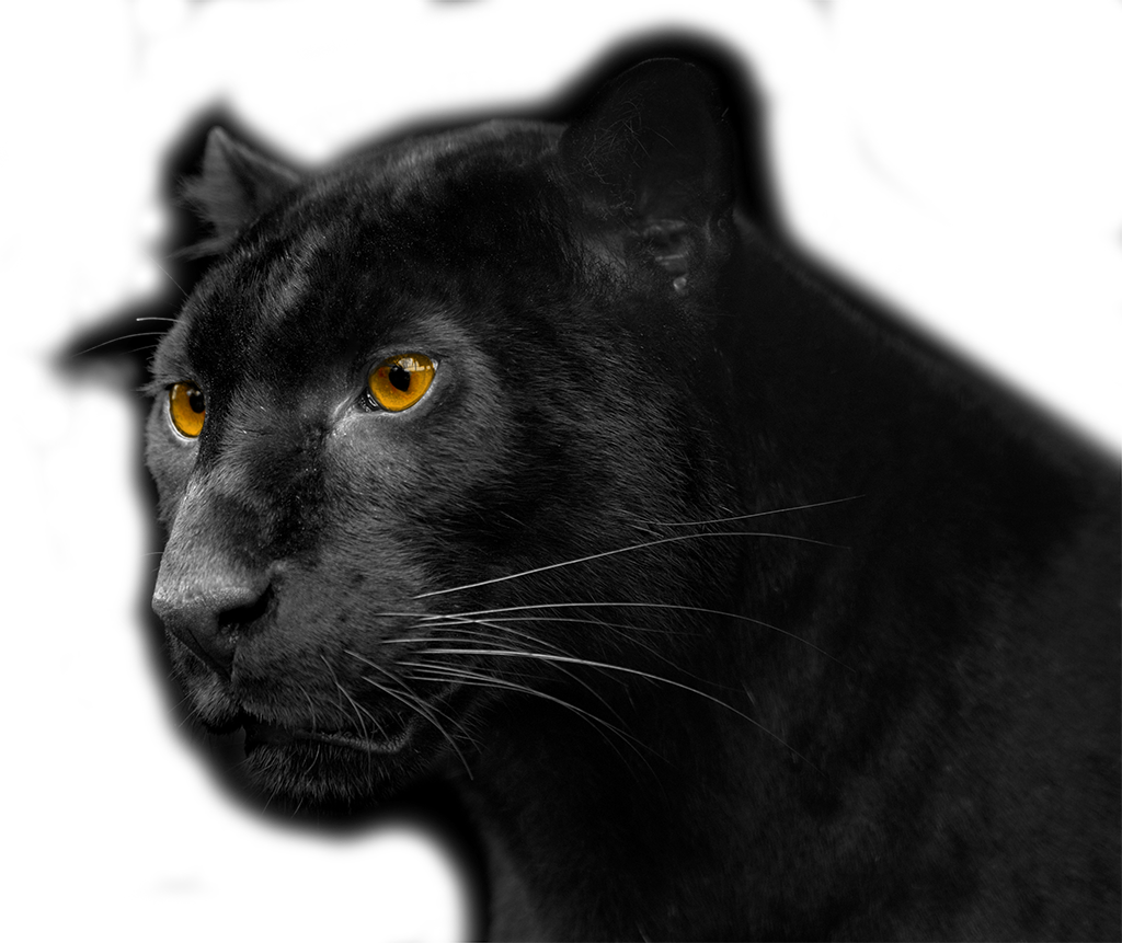 BlackShadow MacOS