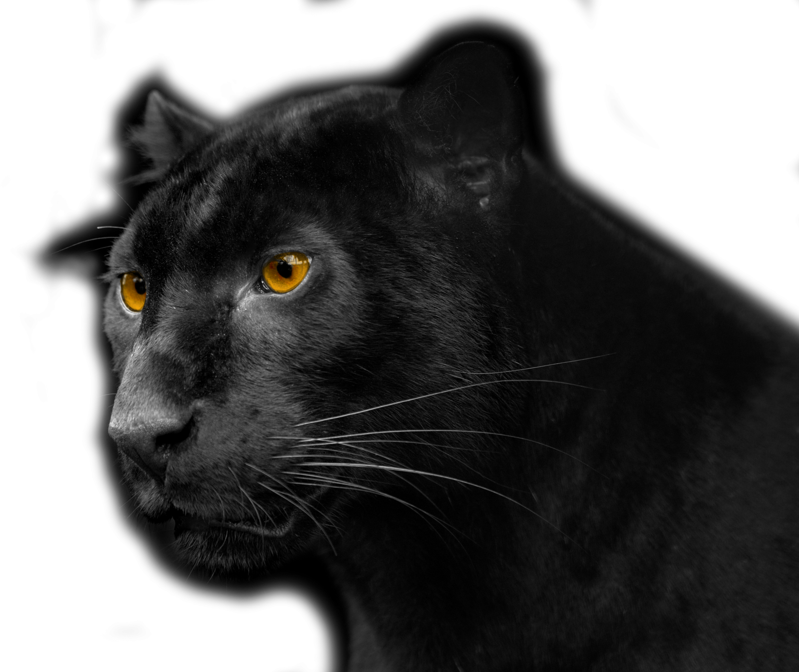 BlackShadow Pricing